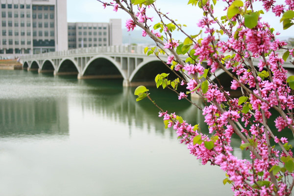 Central South University campus with a bridge, lake, and flowering trees